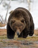 Игорь Иванов