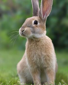 Идите Черту