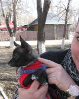 Татьяна Порчелли