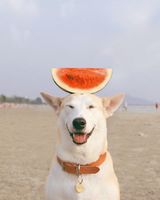 Николай Лебедев