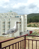 Юлия Петленко