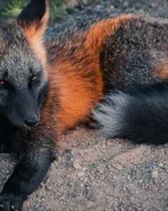 Мария Петрова