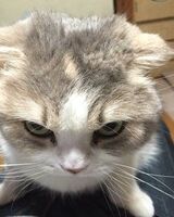 Зара Гусейнова