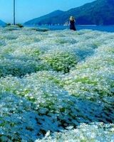 Руслана Стрелец