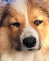 Елизавета Заплатникова