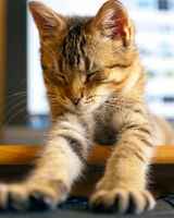 Андрей Котов