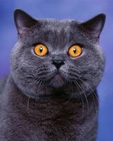 Юрий Корякин