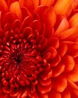 Оксана Батремчук