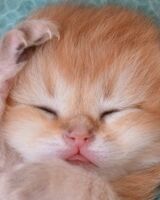 Катерина Стихина