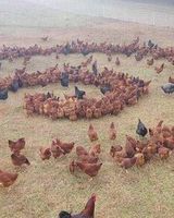 Женя Шевчук