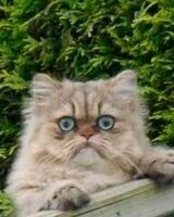 Алексей Занегин