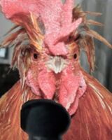 Эльмир Бисеров