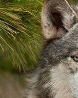 Руслан Галиняк