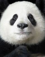 Павел Ермолов