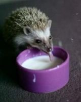 Виктор Аверко