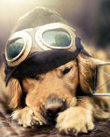 Шорена Шония