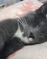 Собака Подозревака