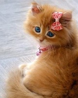 Василиса Судник