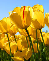 Лариса Дегтярева