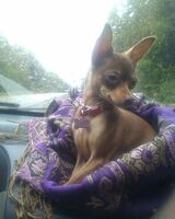 Ирина Давлетшина