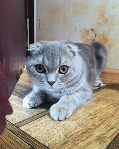 Сергей Златов