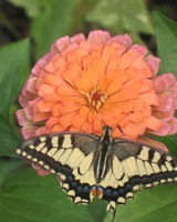 Светлана Попова