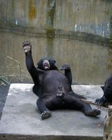 Ricki-Ticki Виталий