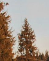 Мария Зорина