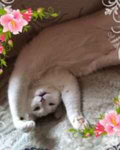 Варвара Столбова