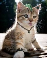 Петя Кубарев