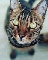 Ольга Долматова