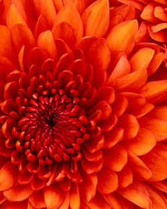 Амина Гамидова