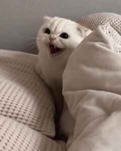 Анастасия Лазарева