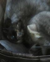 Дарья Журавлевич