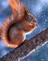 Марина Хорькова