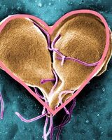 Даша Васильковская