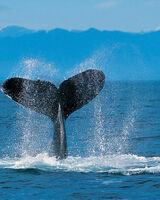 Алексей Горбачов