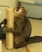 Эдвард Полло