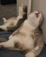 Данила Буланов