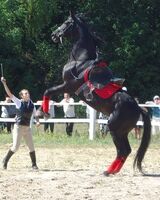 Alexandra Chernekova