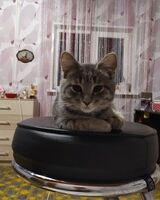 Мария Мямлина