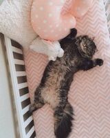 Лена Киреева