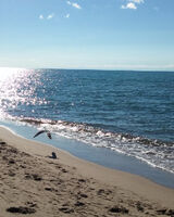 Насим Исаева