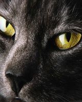 Светлана Батаева