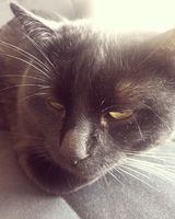 Алексей Чувид