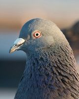 Альбина Щукина