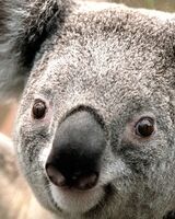 Снежана Цветкова