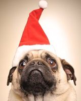 Андрей Потапенков