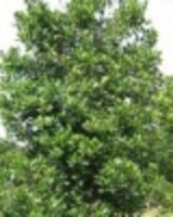 Марина Михайлина