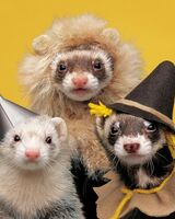 Анатолий Александров